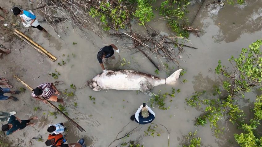 Cegah Penyebaran Virus dan Penyakit, Bangkai Dugong Dikuburkan