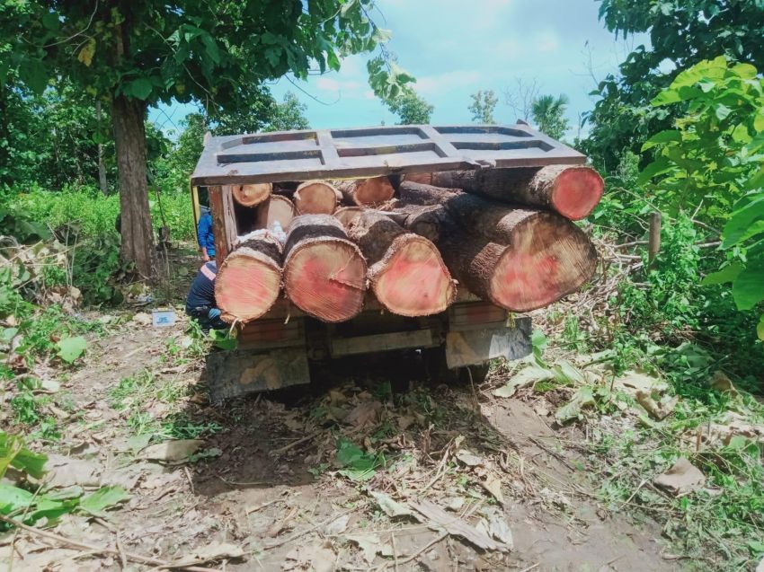 Enam Orang Warga Manusak-Kupang Diamankan saat Tebang Pohon di Kawasan Hutan Produksi