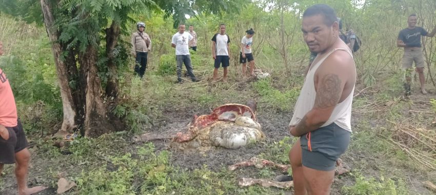 Sapi Milik Warga Kupang Dicuri dan Dibantai di Kebun