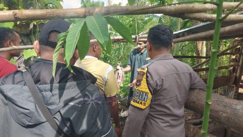 Warga TTU-NTT Heboh dengan Kelahiran Anak Babi Kelainan Genetik Wajah