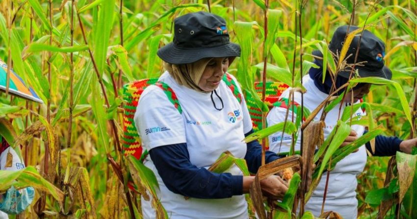 BRI Peduli Berdayakan Petani Kalimantan Timur: Atasi Lahan Kritis, Tanam Durian & Serap Karbon