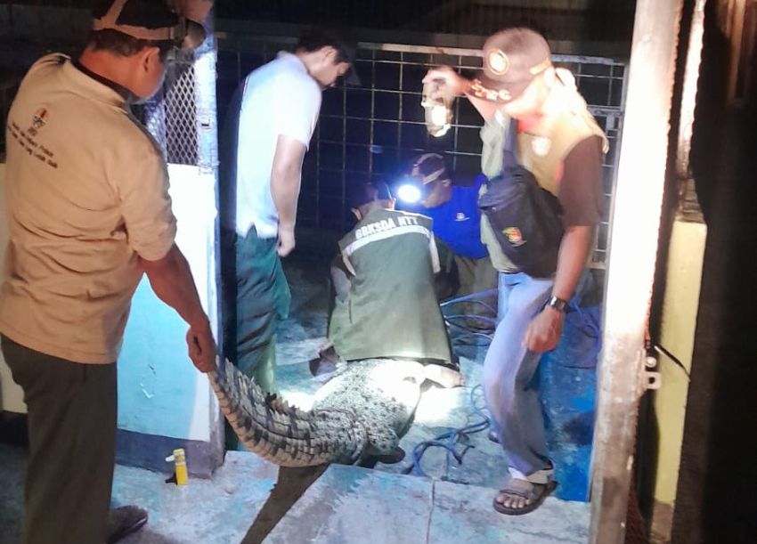 Bikin Resah! Buaya Muara Muncul di Kali Manusak Dekat Pemukiman Warga