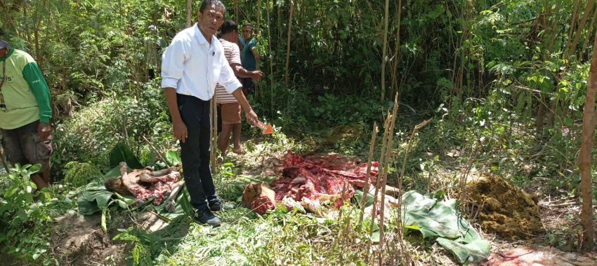 Dua Ekor Sapi Dibantai Pencuri di Persawahan Belakang Polres Kupang