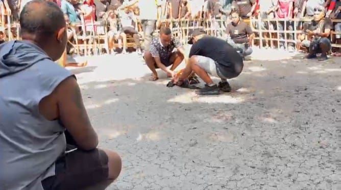 Judi Sabung Ayam Marak di Kupang, Viral Diduga Anggota Polres TTS Terlibat