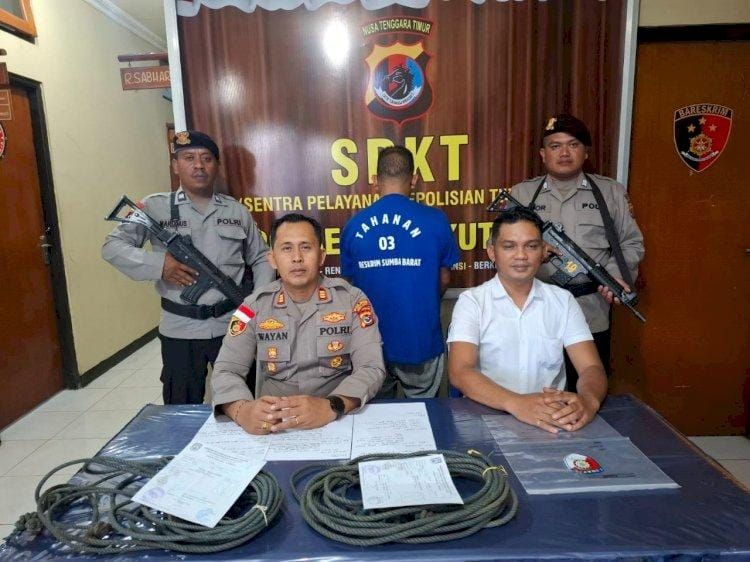 Curi Kerbau, Satu Warga Sumba Tengah-NTT Ditangkap Polisi