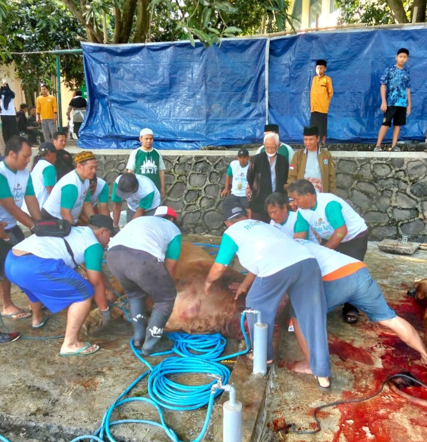 MAJT Sembelih 45 Hewan Kurban, 14 Ekor Sapi dan 31 Ekor Kambing