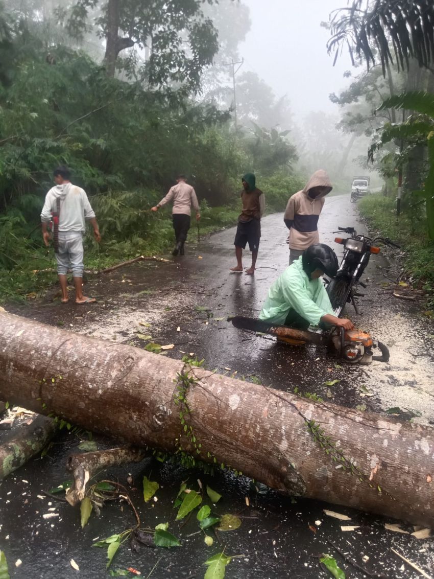 Curah Hujan Tinggi, Sejumlah Pohon di Kabupaten Ngada Tumbang dan Menutup Badan Jalan