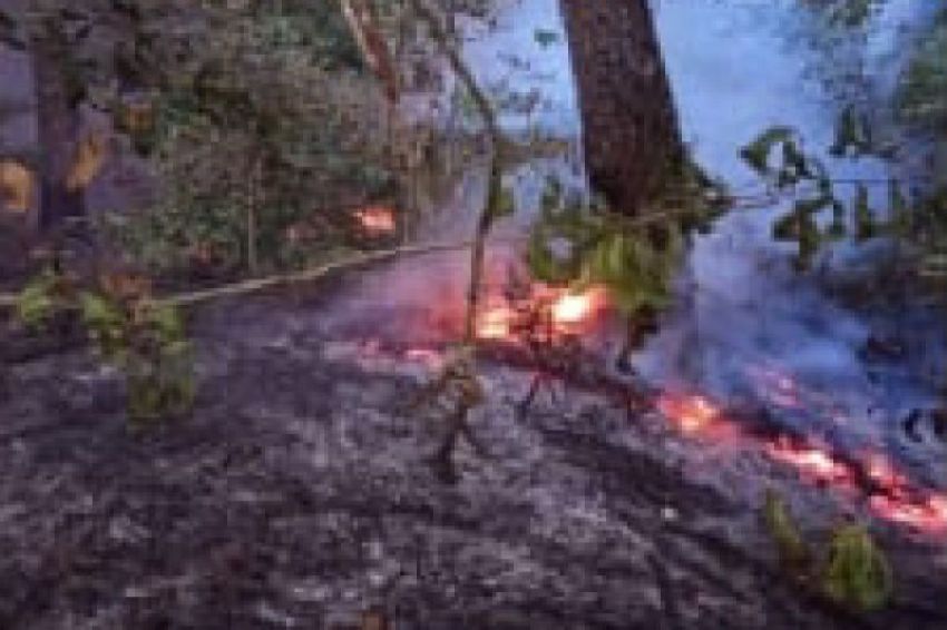 Tiga Daerah di Sumut Dilanda Karhutla, Puluhan Hektare Lahan Terdampak