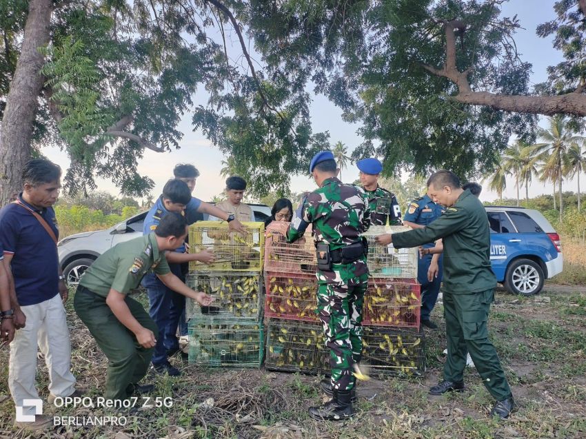 Pengangkutan Ribuan Ekor Burung Pleci Kacamata Jawa Ke Luar NTT Digagalkan
