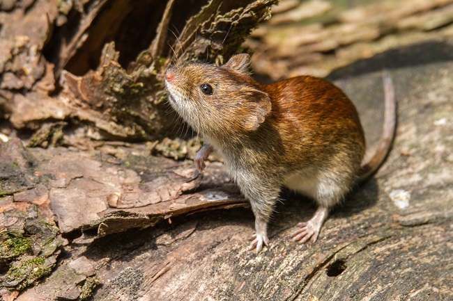 Masyarakat Kota Kupang Waspadai Hantavirus dan Diajak Peduli Kebersihan