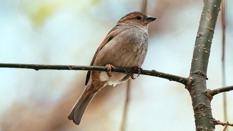 Gawat! Putar Suara Burung di Kafe atau Hotel Bisa Kena Royalti, Ini Penjelasan LMKN