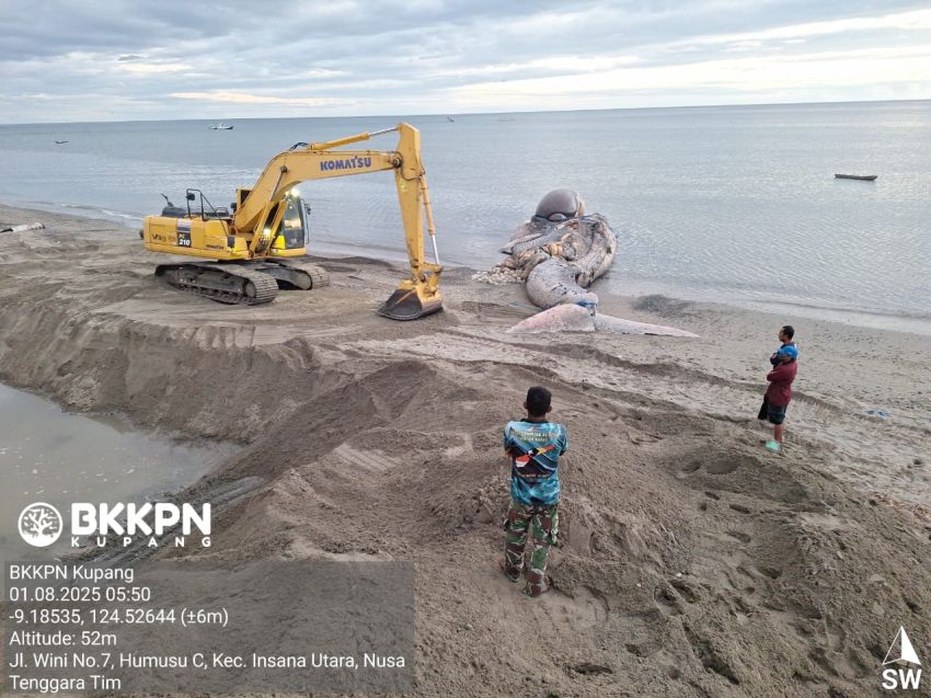 Dua Jam Evakuasi, Bangkai Paus di Pantai Wini-TTU Dikuburkan