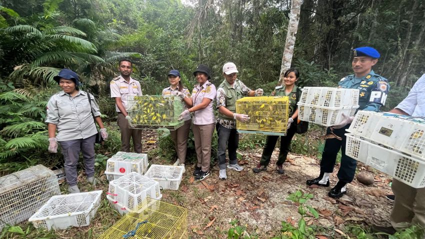 Tim Gabungan Gagalkan Pengangkutan Ribuan Satwa Liar di Manggarai Barat