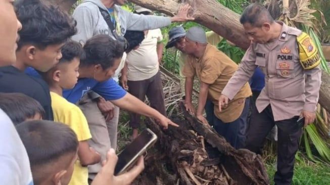 Heboh! Warga Temukan Kerangka Manusia di Dalam Pohon Aren di Serdang Bedagai