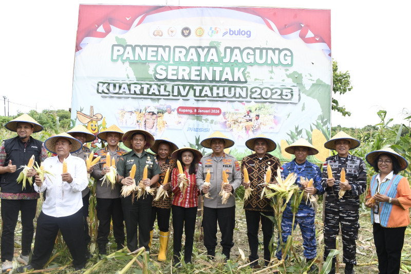 NTT Jadi Lumbung Jagung Nasional, Kapolda NTT Pimpin Panen Raya Jagung Kuartal IV 2025