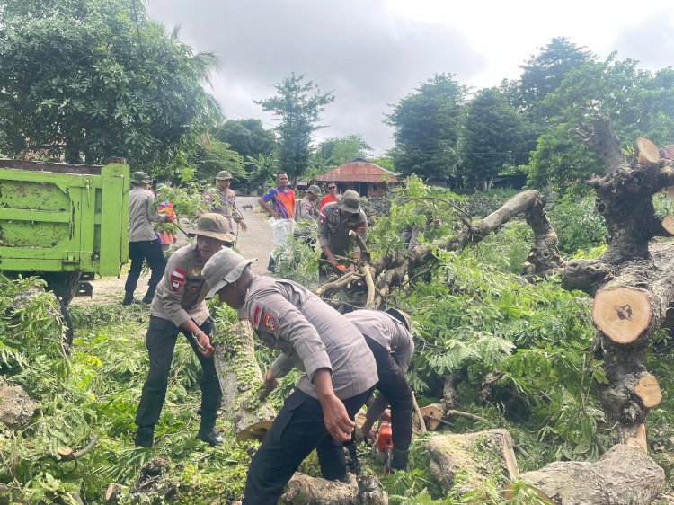 Akses Jalan Warga Rote Ndao Tertutup Pohon Tumbang, Brimob Turun Tangan