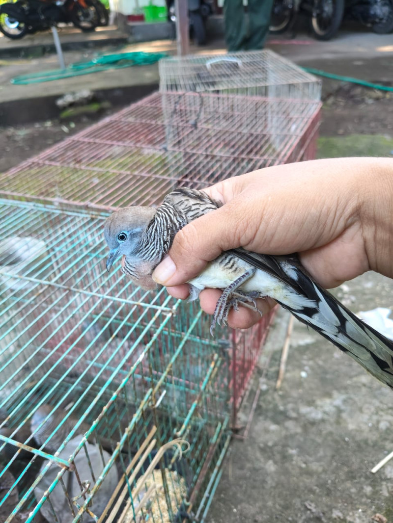 Pengangkutan Puluhan Ekor Satwa Liar Digagalkan di Pelabuhan Maumere-Kabupaten Sikka