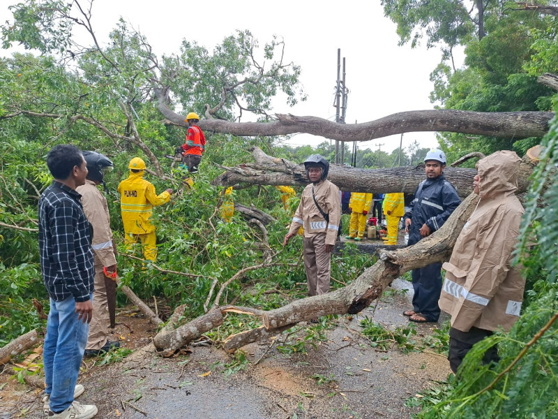 Dua Pohon Akasia Tumbang di Badan Jalan, Polisi-BPBD Dan PLN di Kabupaten TTS Turun Tangan
