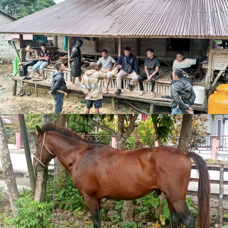 Pelaku Kabur, Kuda Curian Diamankan Anggota Polres Sumba Barat