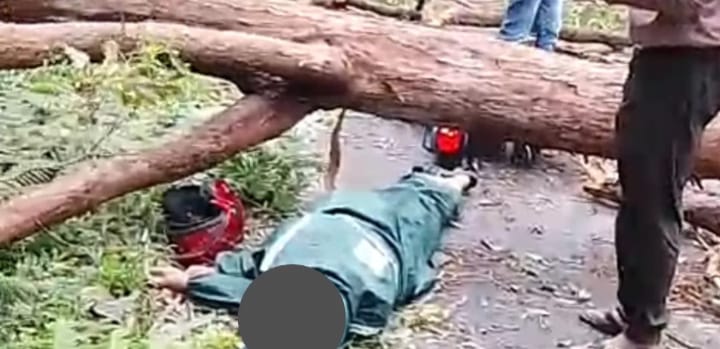 Petugas Penyuluh KB di Manggarai-NTT Tewas Tertimpa Pohon Saat Bertugas