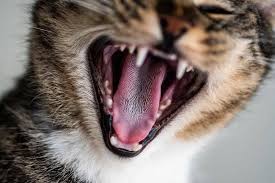 Belasan Warga Di Belu-NTT Jadi Korban Gigitan Kucing Rabies