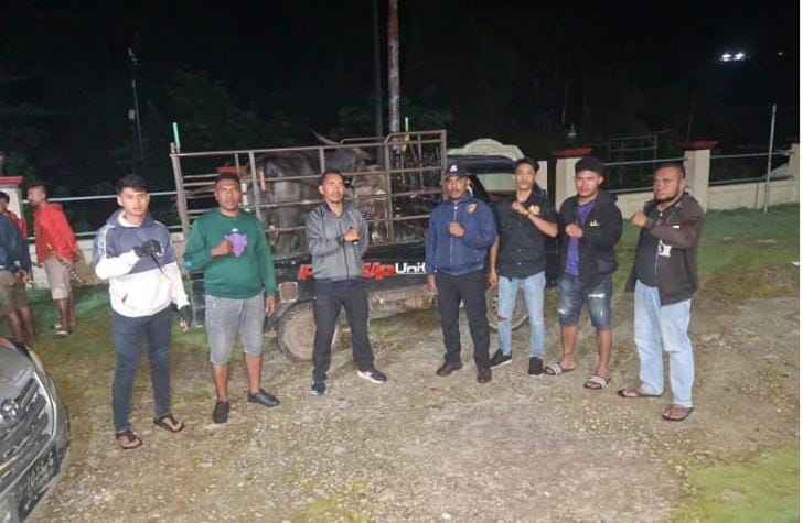 Dua Ekor Ternak Kerbau Diduga Hasil Tindak Pidana Pencurian Diamankan Polisi Di Sumba Barat Daya
