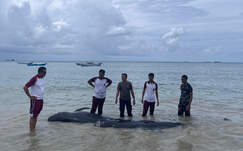 Puluhan Paus Pilot Mati Dikuburkan