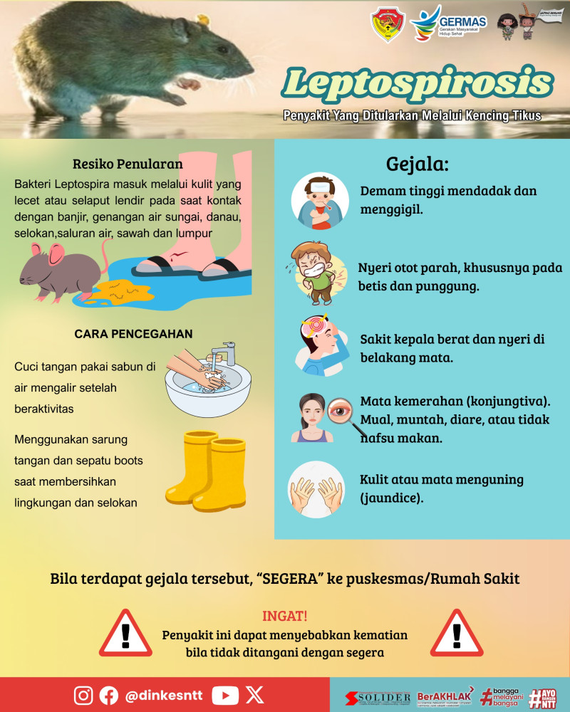 Cegah Virus Leptospirosis, Kadinkes NTT Imbau Warga Jaga Kebersihan Lingkungan