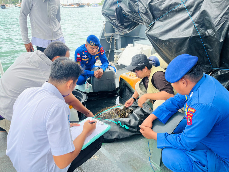 Penyu Sisik Diamankan Personel Direktorat Polairud Polda NTT