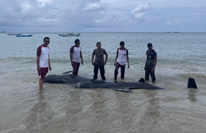 Terdampar di Rote Ndao, 34 Paus Pilot Berhasil Diselamatkan
