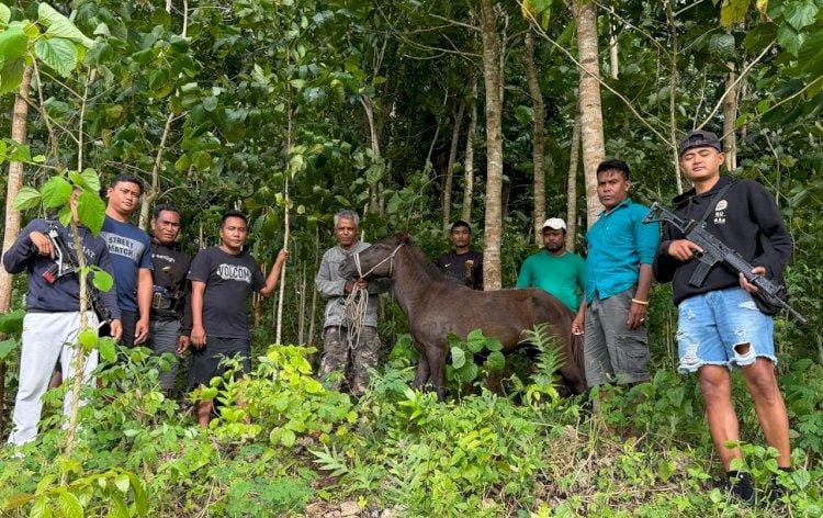 Satu Pekan Dilaporkan Hilang, Kuda Milik Warga Sumba Tengah Ditemukan Tim Gabungan Polres Sumba Barat