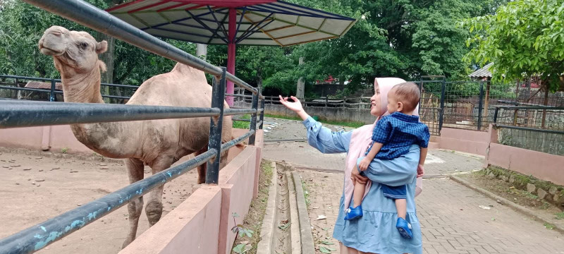 Semarang Zoo Hadirkan Animal Show dan Petting Zoo Sambut Liburan Lebaran 2026