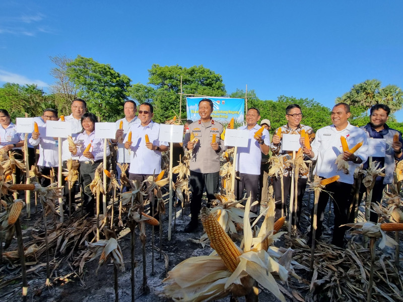 Gubernur NTT Dorong Pola Pendampingan Penanaman Jagung Oleh Tani Optima Group Jadi Model Bagi Wilayah Lain