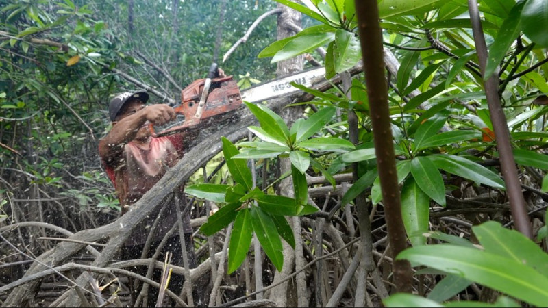 Tuntaskan Perkara Penebangan Kayu Mangrove, Polisi Periksa Sejumlah Saksi  Dan Bakal Sita Barang Bukti