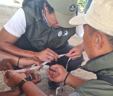 Ditemukan Warga Dalam Pondok, BBKSDA NTT Lepasliarkan Anakan Komodo Ke Habitat Alami