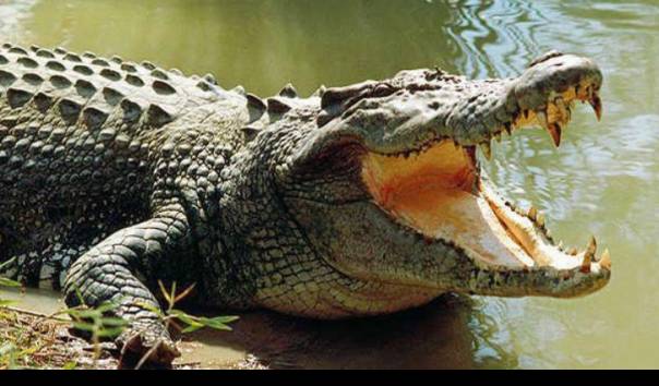 Warga Sikka-NTT Diserang Buaya Saat Mandi di Laut