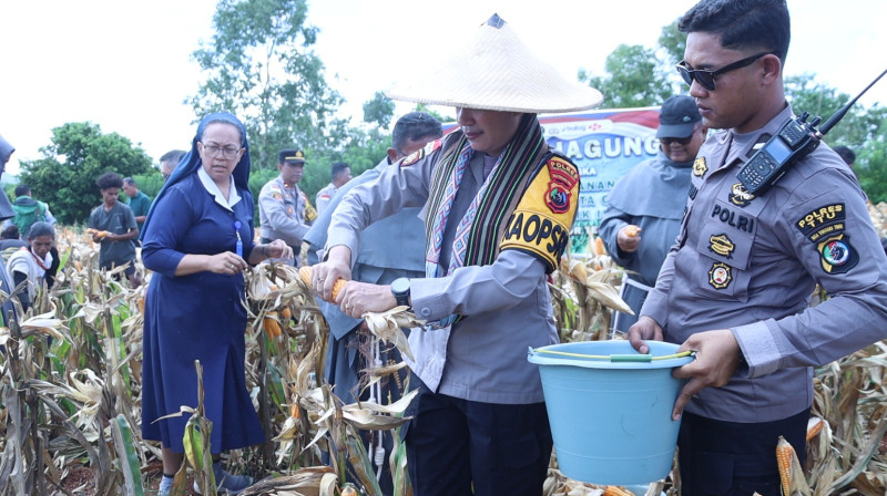 Hasil Panen Jagung Melimpah, Warga Minta Polres TTU Bantu Sumur Bor