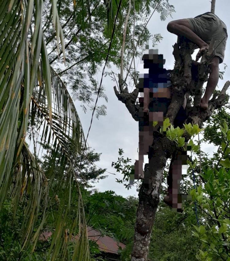 Warga di Amarasi-Kupang Tewas Tersengat Aliran Listrik Saat Potong Daun Pakan Ternak
